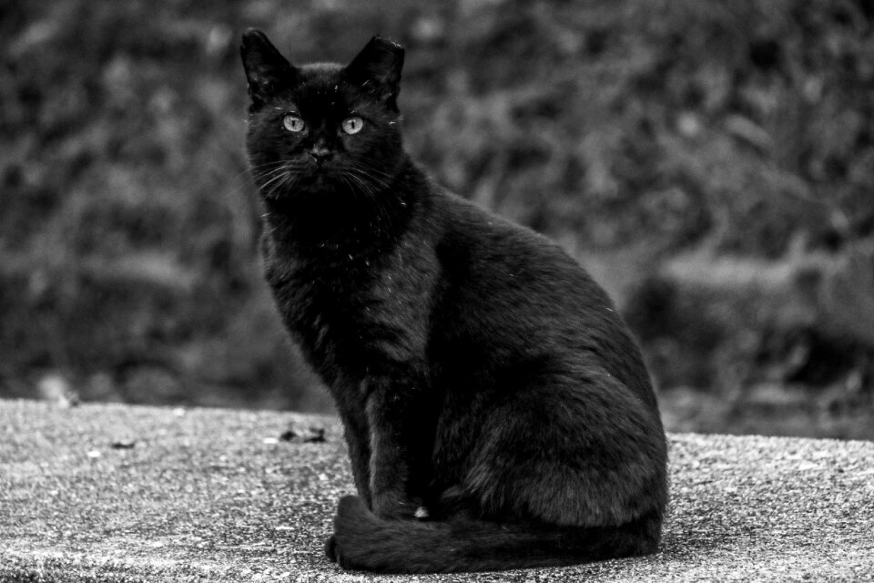 Animal kitten fur