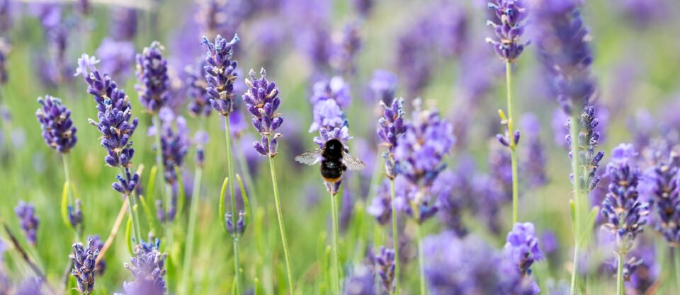 Insect violet nature photo