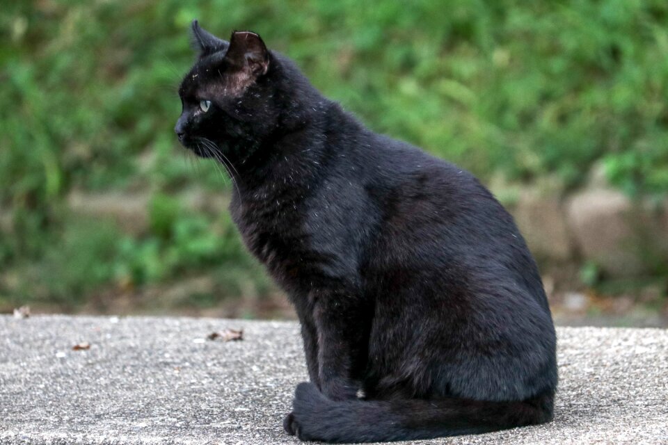 Animal kitten fur photo