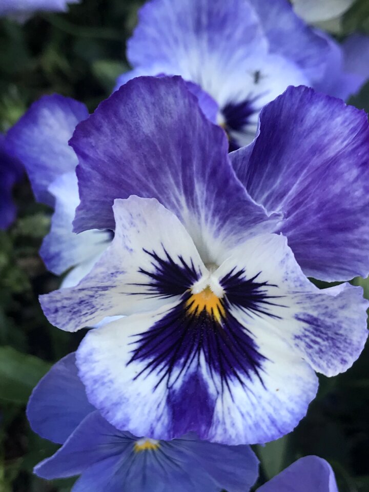 Of course bloom plant
