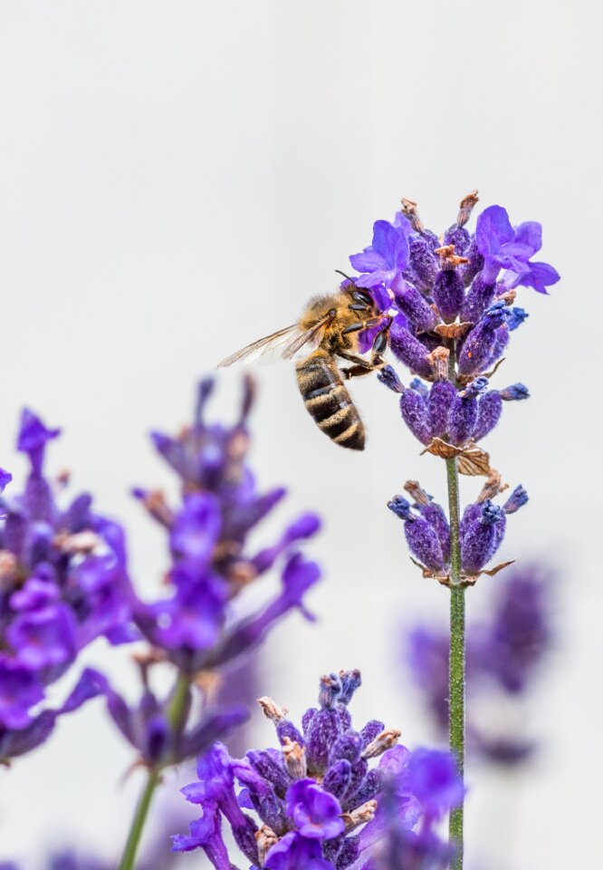 Insect violet nature photo