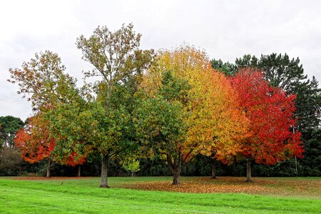 Leaf season landscape
