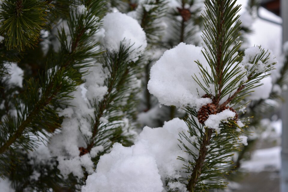 Nature christmas snowy