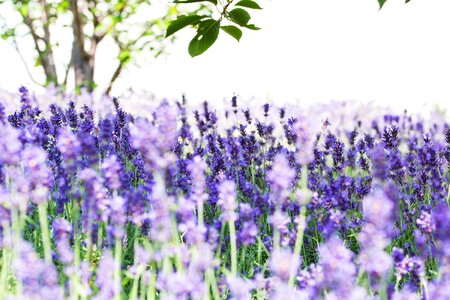 Bloom lavender flowers violet photo