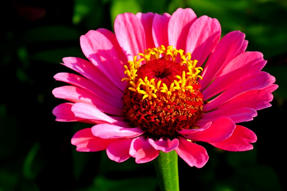 Nature garden macro