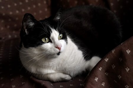 Armchair watch cat animal