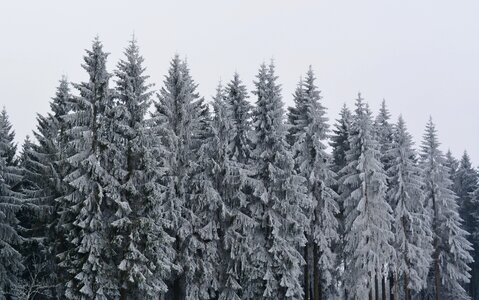 Nature wintry winter magic photo