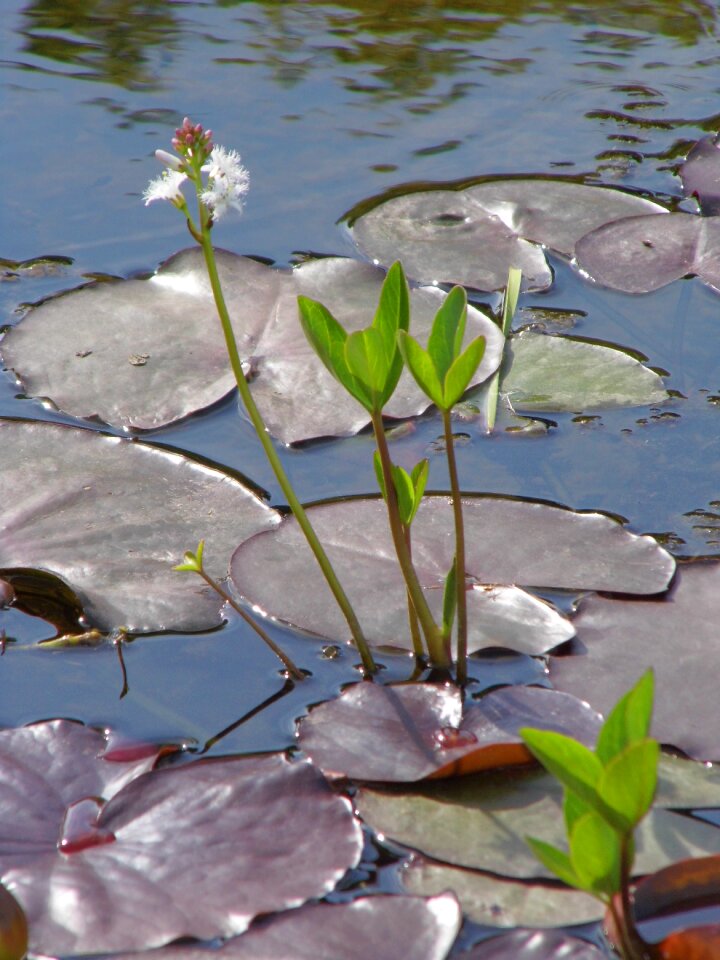 White flower spring garden pond