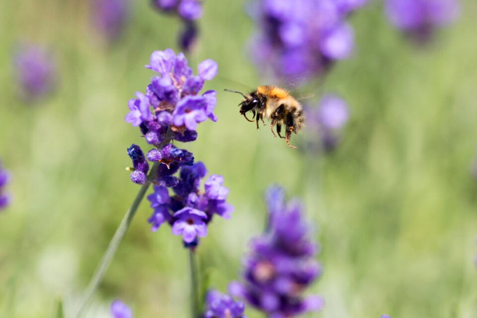Hummel insect violet