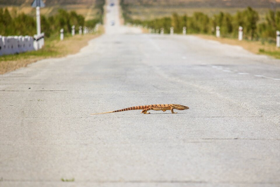 Road wildlife living nature