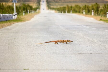 Road wildlife living nature photo