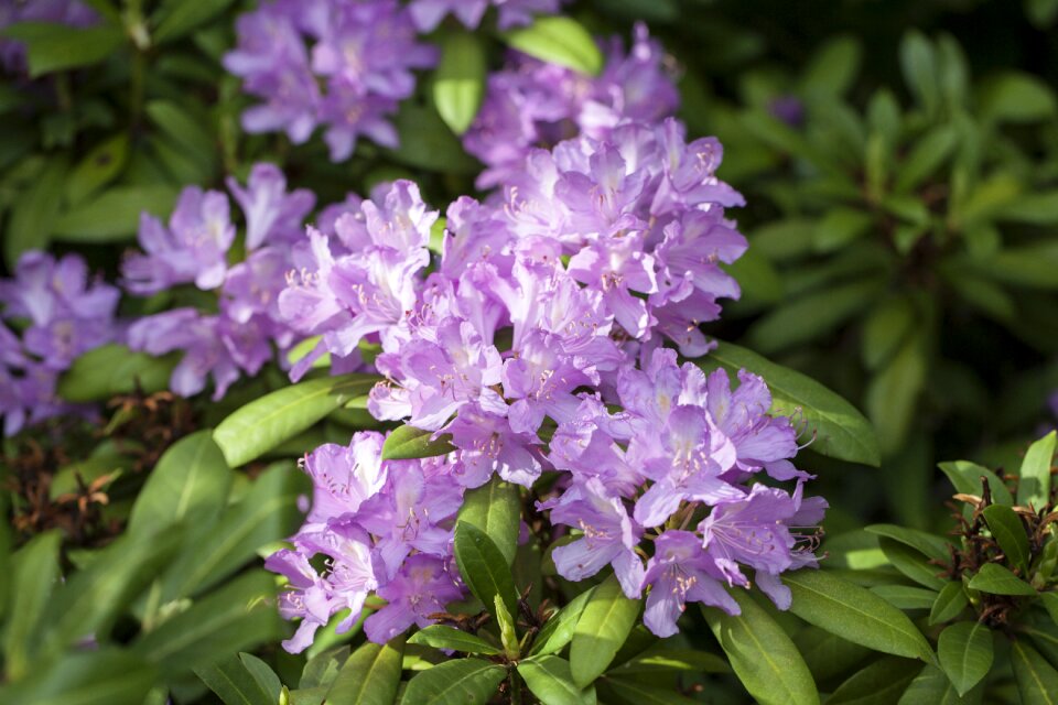 Flowers lilac the caucasus
