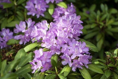 Flowers lilac the caucasus