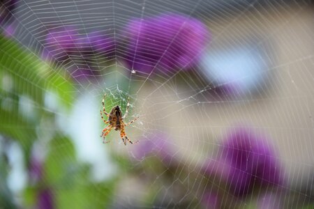 Web garden spider web