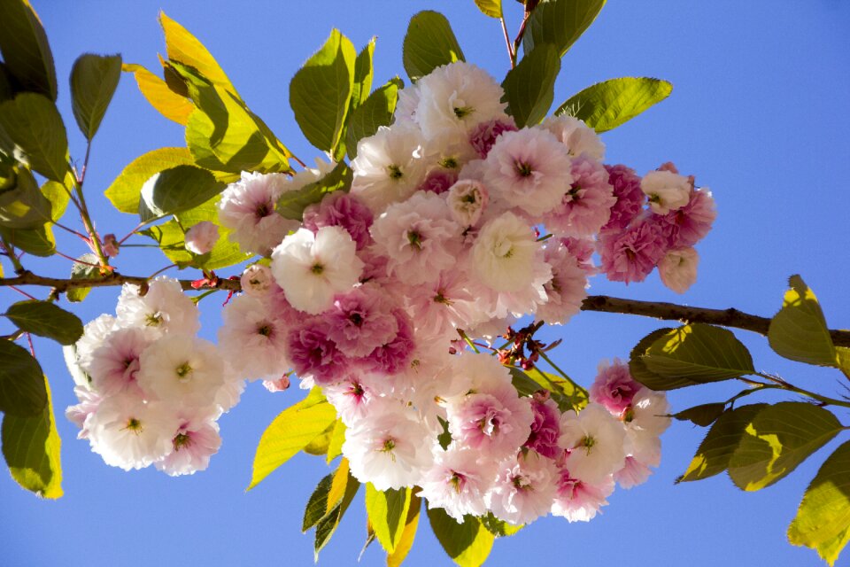 Cherry nature garden