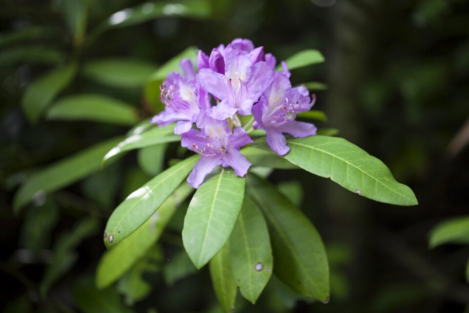 Flowers flowering shrub lilac