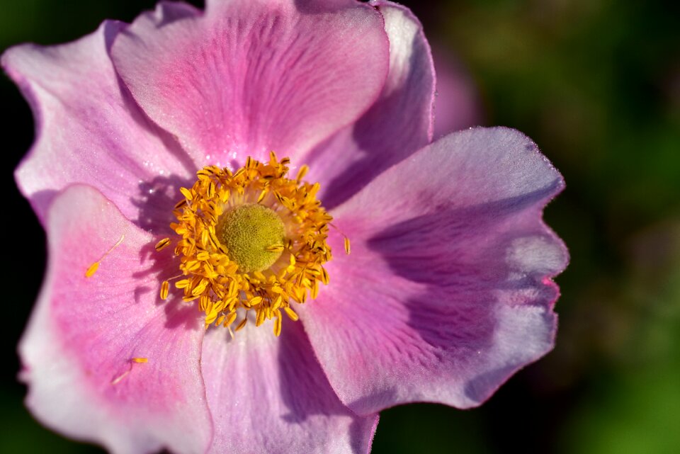 Flower nature close up photo