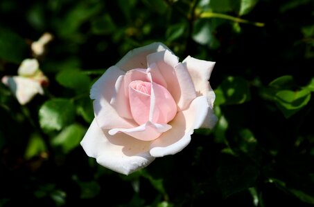 Flower nature blossom