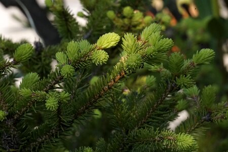 Conifer branch green