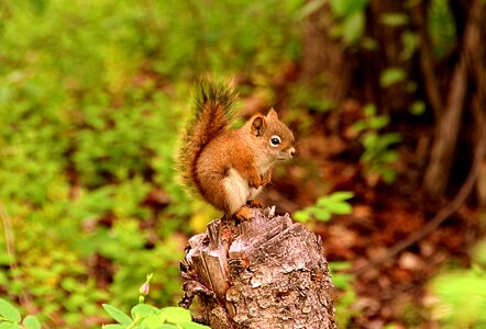 Animal world forest nature