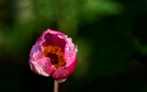 Blossom bloom pink