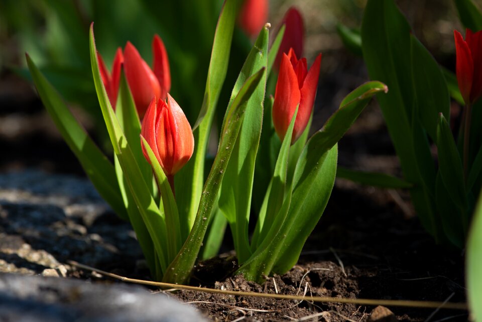 Small tulips flowers red flowers