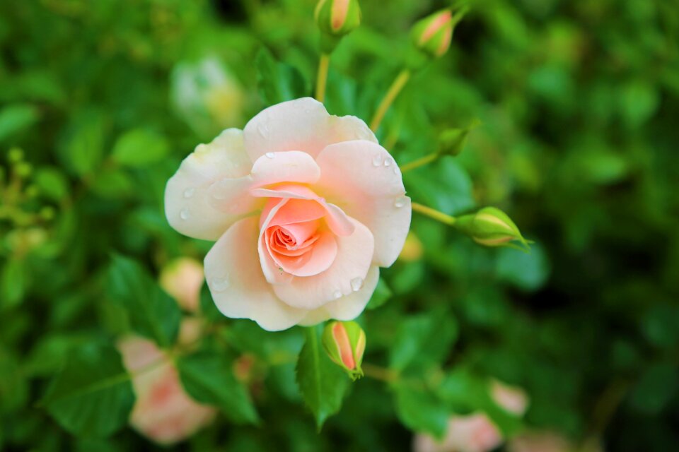 Flower nature roses