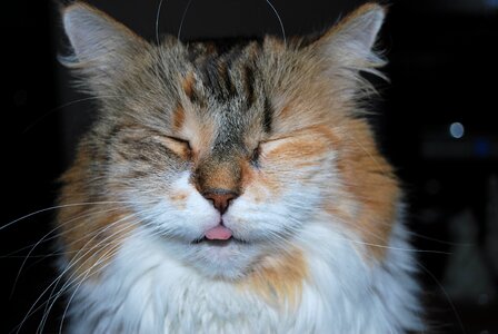 Cat calico fluffy cat