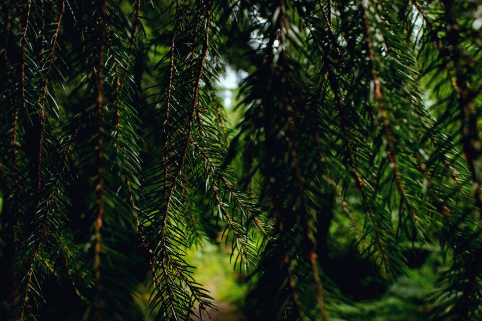 Branch evergreen needle branch