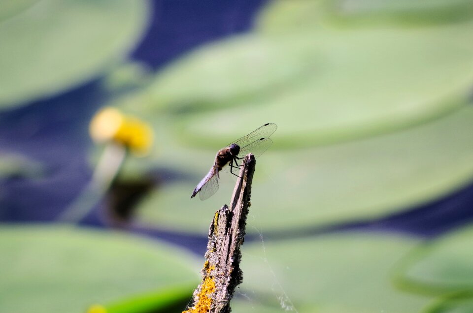 Nature water animal world