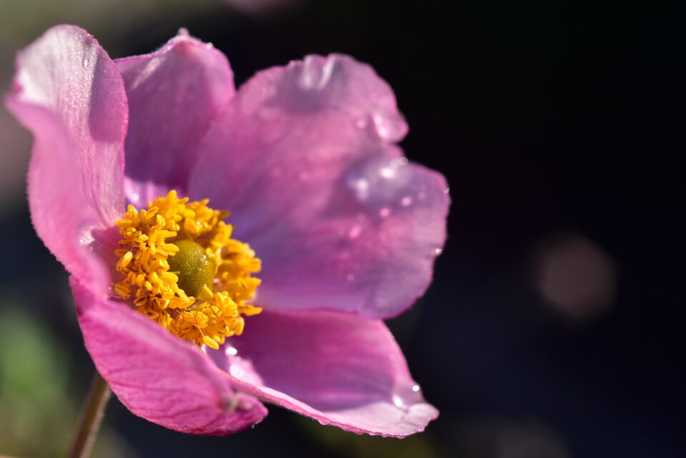 Flower nature close up photo