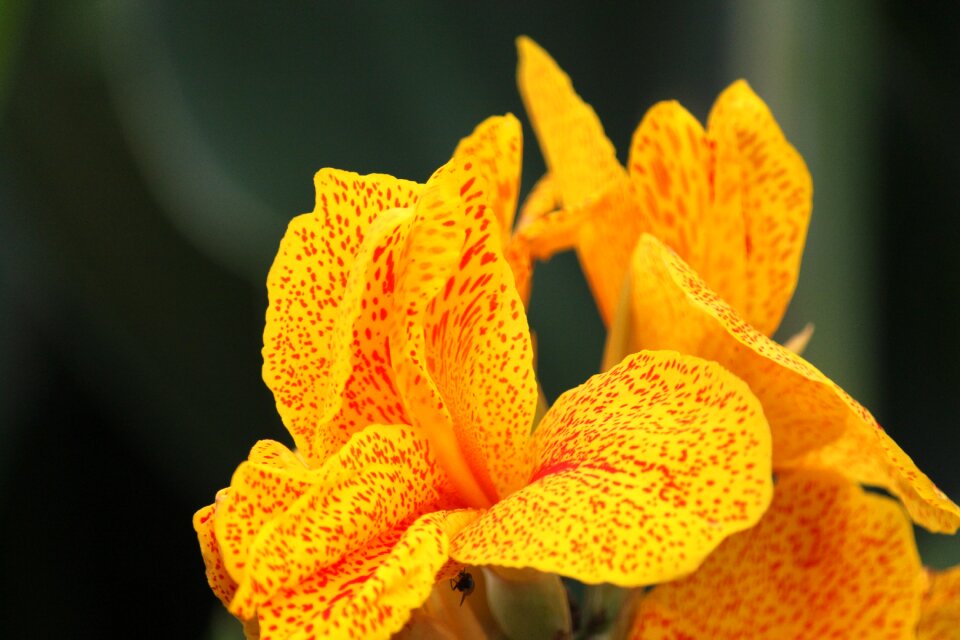 Botany lilies flora