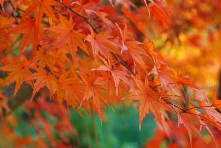 Fall japanese maple leaves