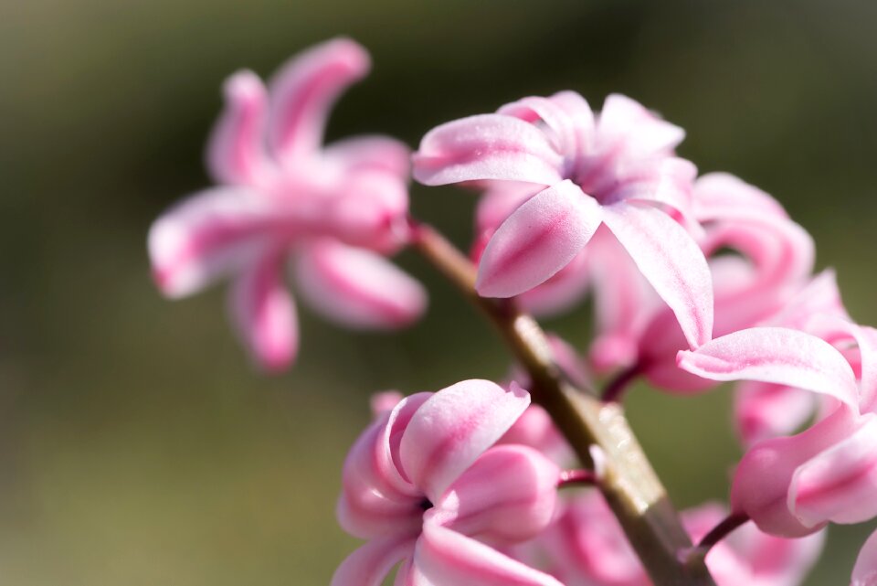 Flower spring flower pink flower