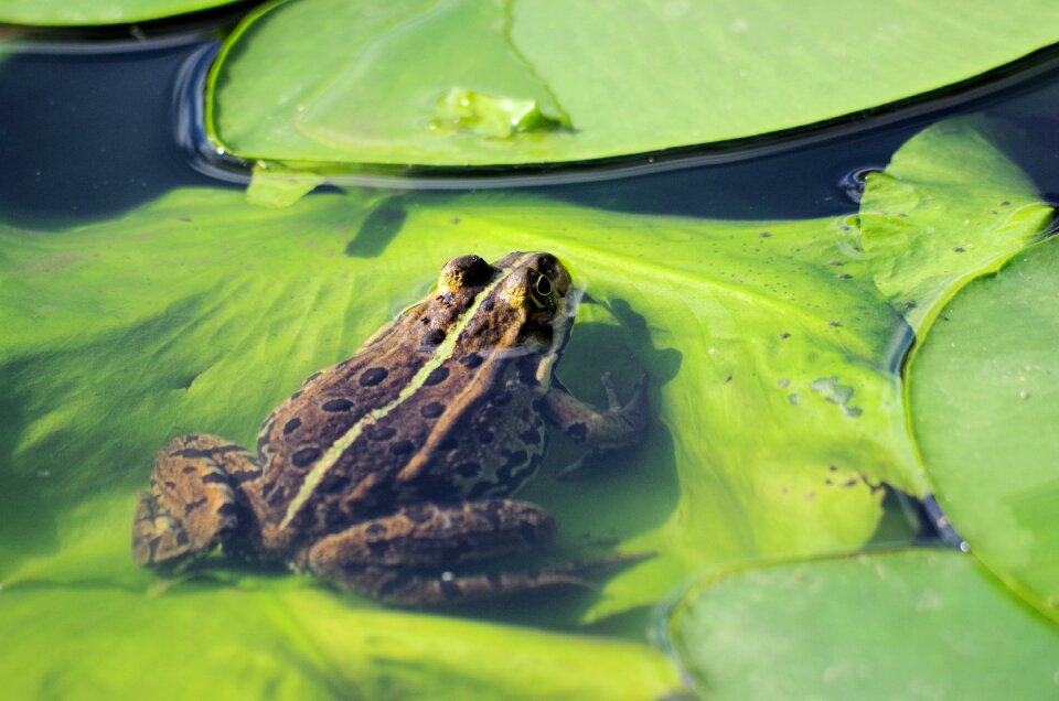 Water amphibian nature