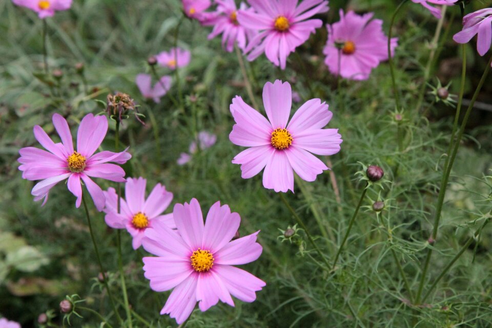 Flowers cosmos garden flowering