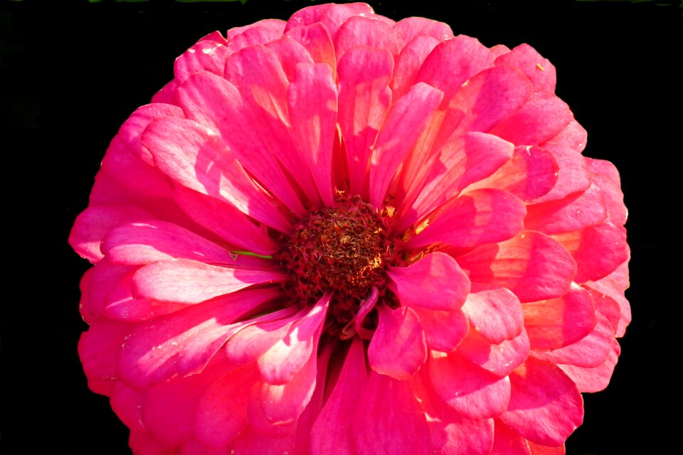 Nature garden macro