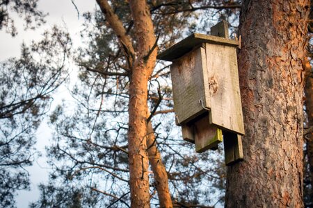 Bird feeding tray shed breeding shed