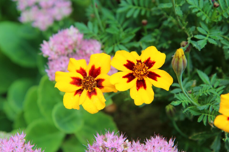 Flowers garden tagetes