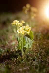 Spring meadow yellow photo