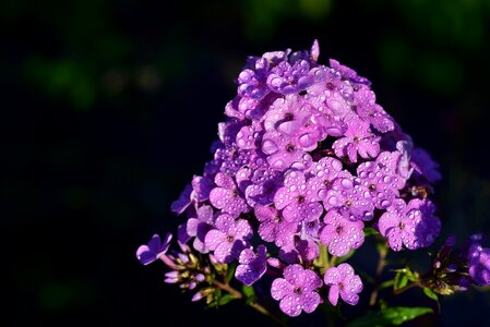 Bloom small purple