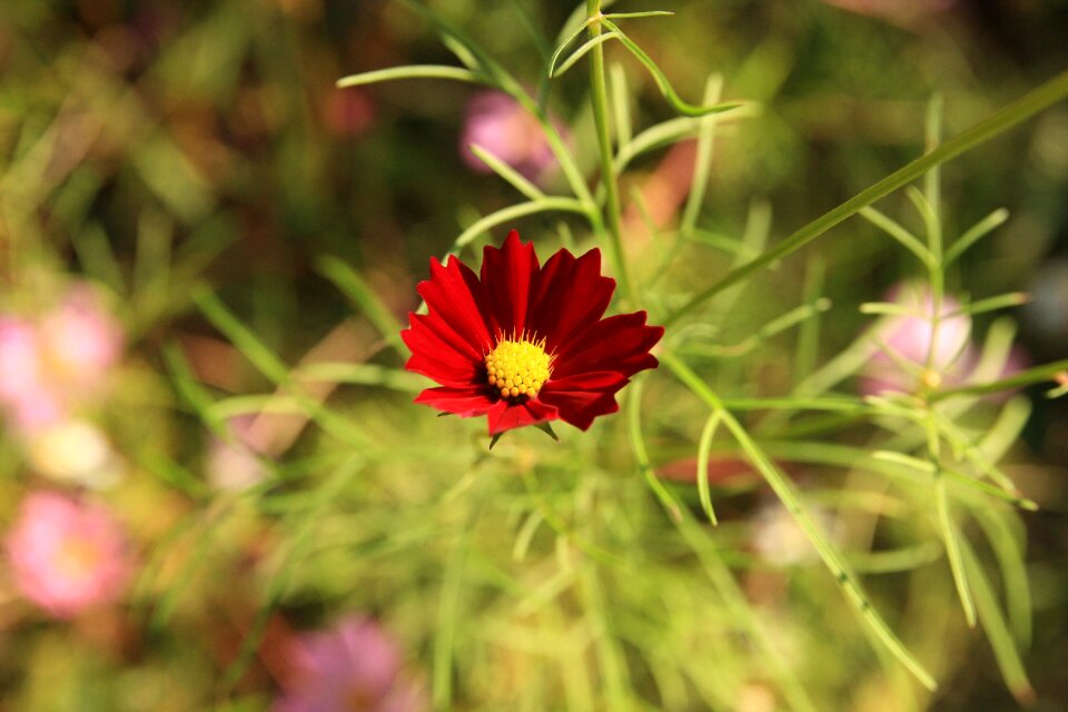 Purple outdoor nature photo