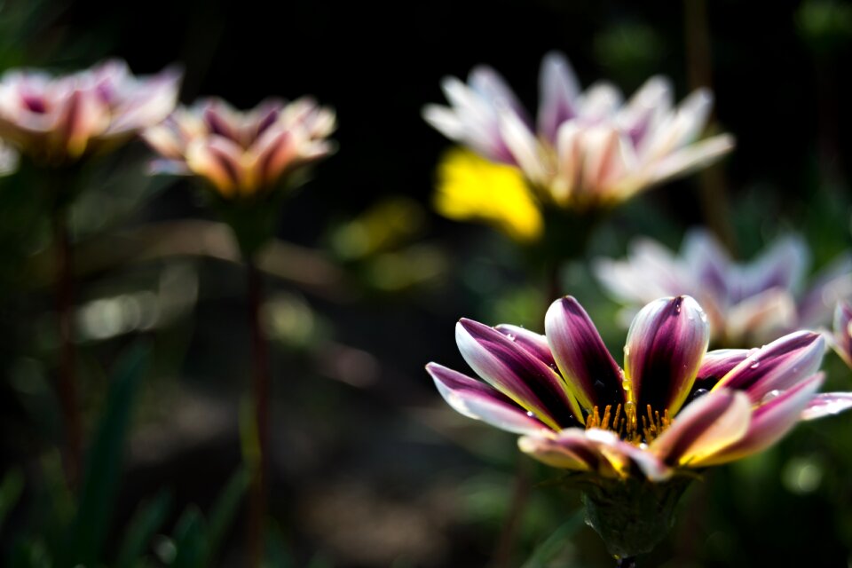 Nature plant spring