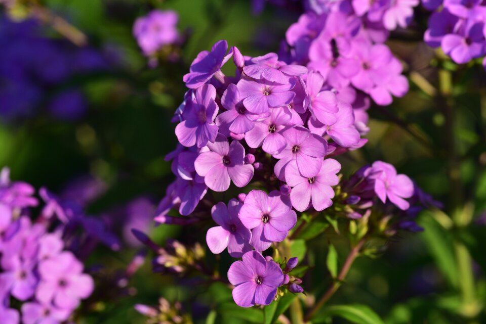 Purple small flower garden