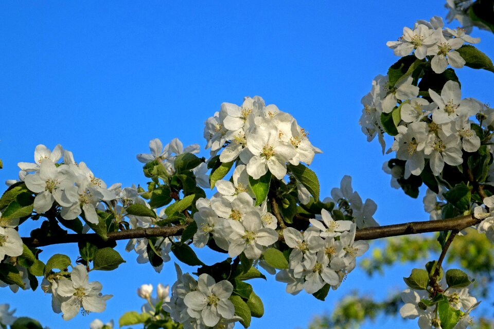 Flowering tree branch summer photo