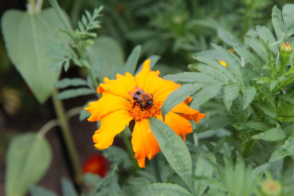 Pollen rose of india flower