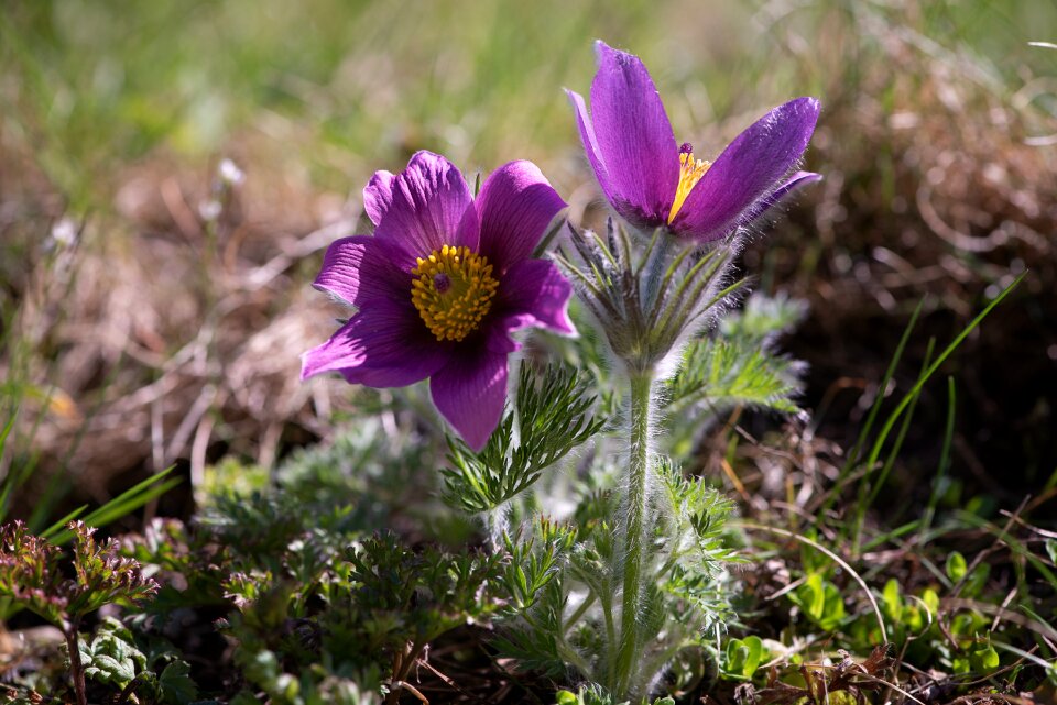 Purple flower flowers flower purple