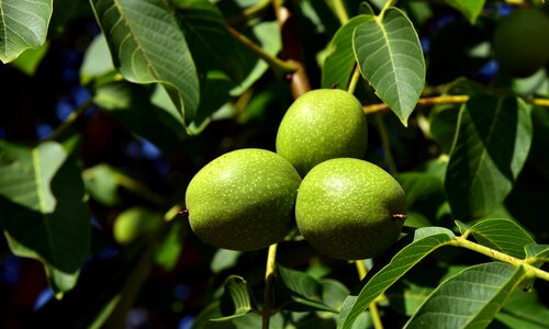 Green nut fruit photo