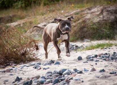 Pitbull summer animal