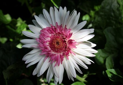 Ornament decorative plant